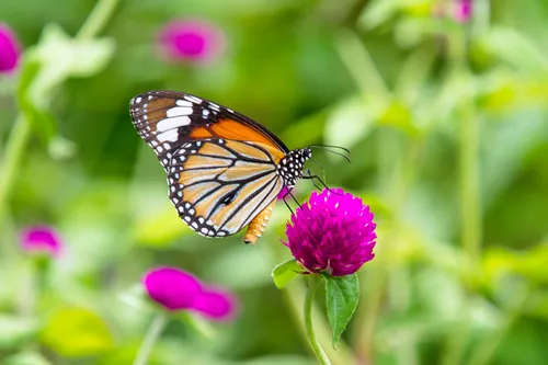 Close up on butterfly perches on the purple gomphrena globosa flower.
